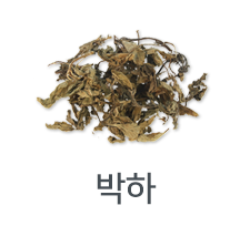 박하