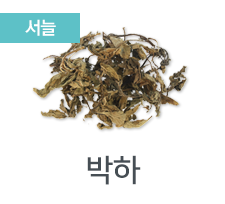 박하
