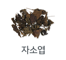 자소엽